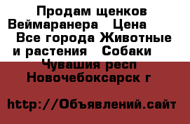 Продам щенков Веймаранера › Цена ­ 30 - Все города Животные и растения » Собаки   . Чувашия респ.,Новочебоксарск г.